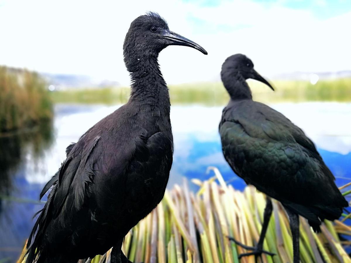 Ecoturismo, Los Uros Puno Esterno foto