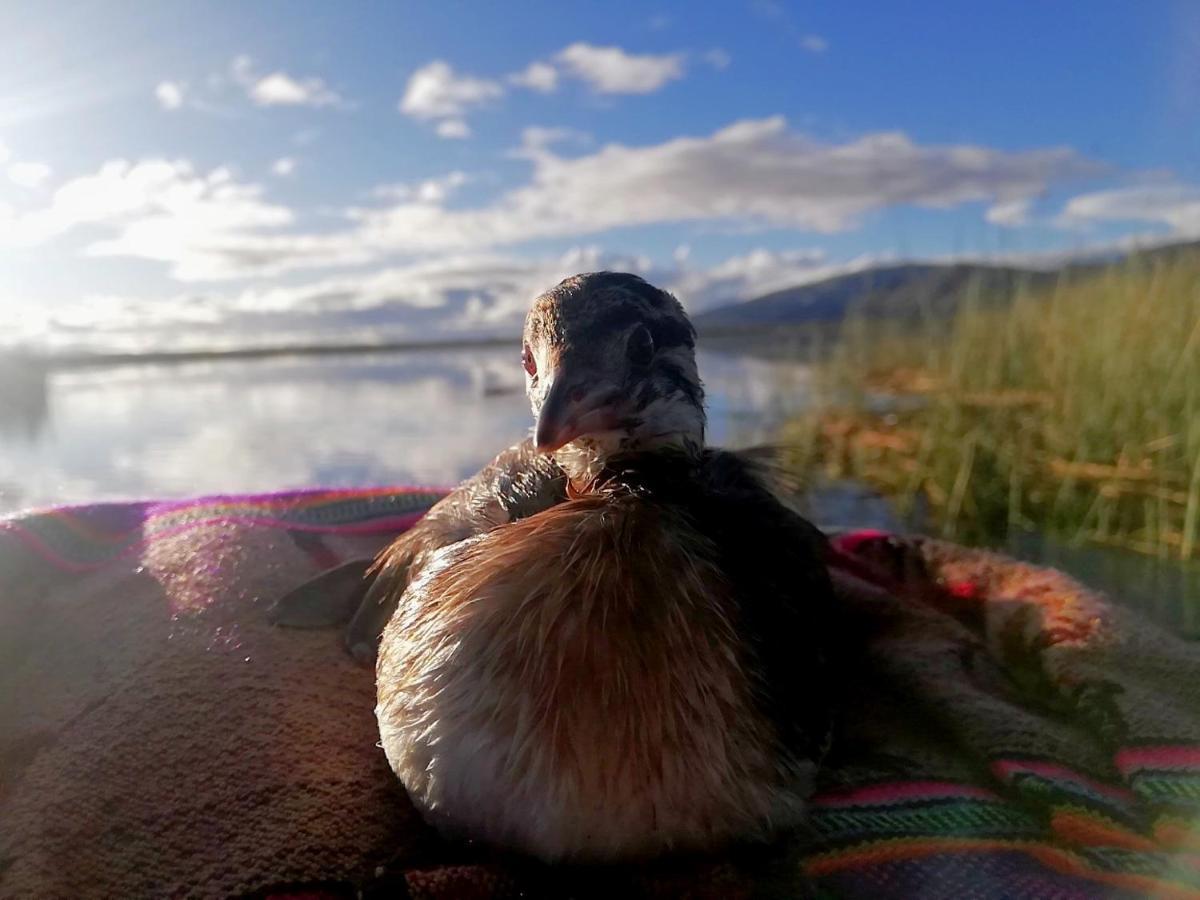 Ecoturismo, Los Uros Puno Esterno foto